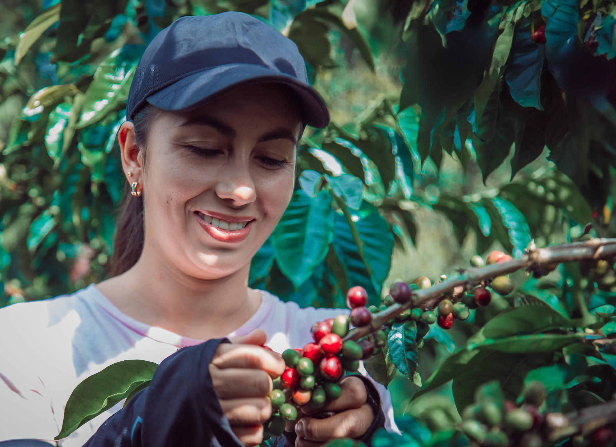 Mujer caficultora recogiendo café de los cafetales Colombianos